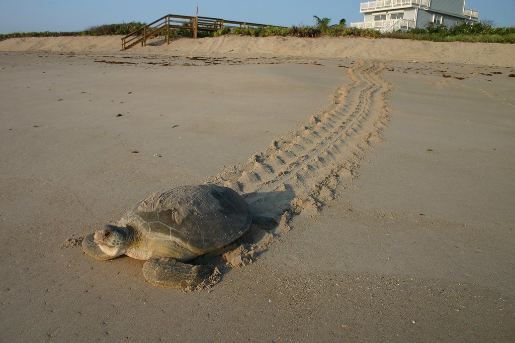 turtle tracking research